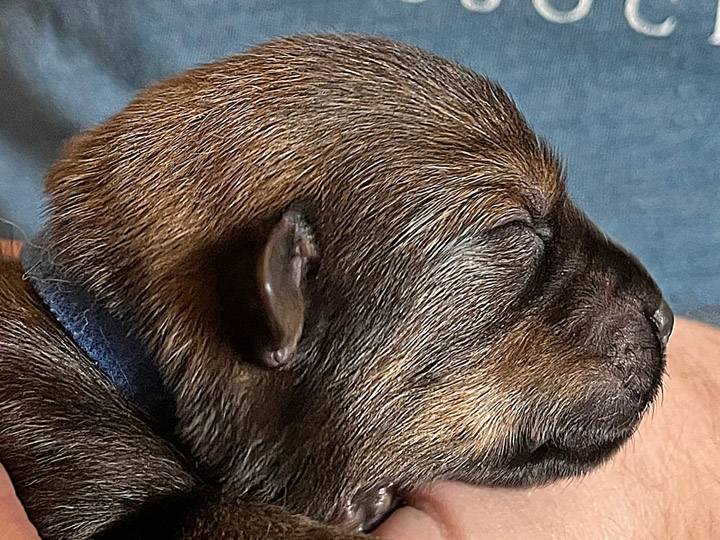 chinook puppy